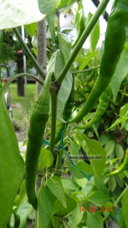 Cayenne rot - Capsicum annuum - 218 Tage nach der Aussaat