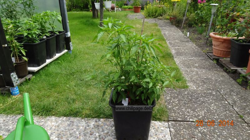 Cayenne rot - Capsicum annuumCayenne rot - Capsicum annuum