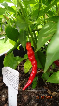 Cayenne rot - Capsicum annuum