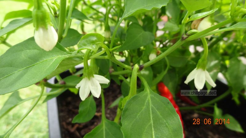 Cayenne rot - Capsicum annuum