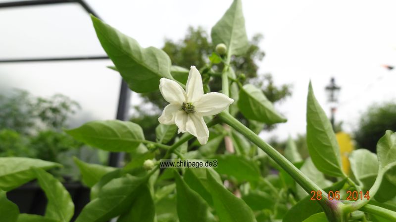 Cayenne rot - Capsicum annuum
