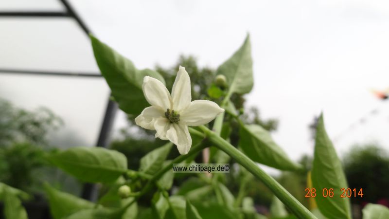 Cayenne rot - Capsicum annuum