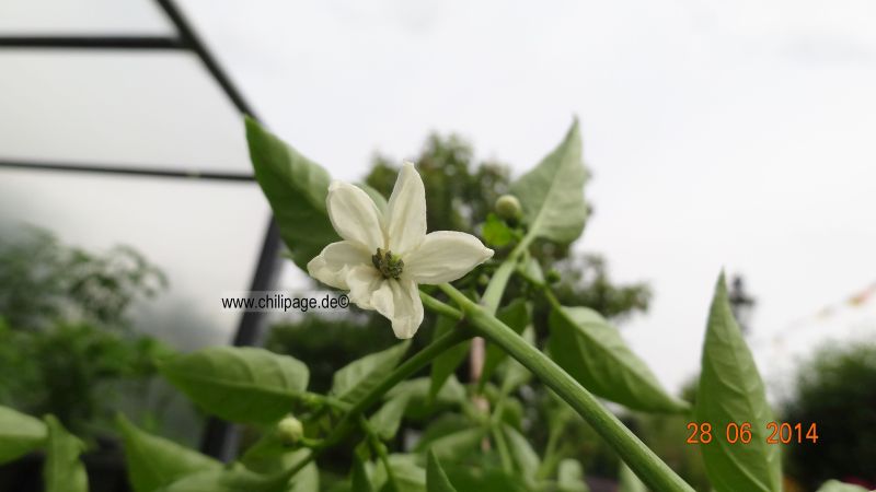 Cayenne rot - Capsicum annuum