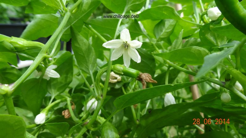 Cayenne rot - Capsicum annuum