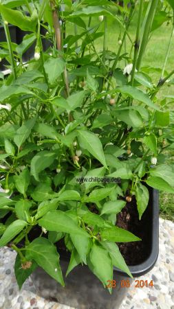 Cayenne rot - Capsicum annuum
