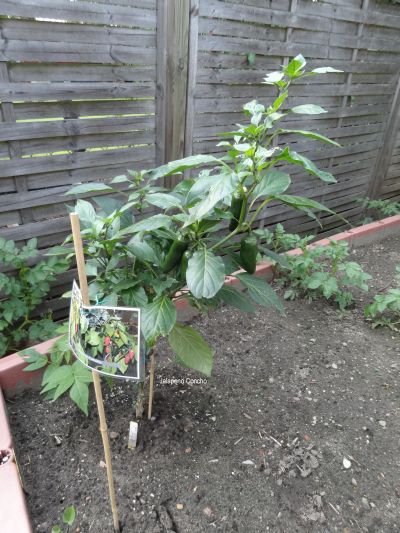 Klick mich zum vergrössern - eine Jalapeno Concho