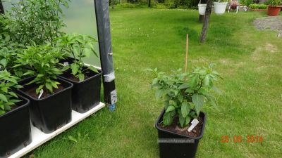 eine Jalapeno Mexico Pflanze in einem 14 Liter Topf