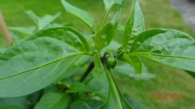 der Fruchtansatz an einer Jalapeno Mexico Pflanze