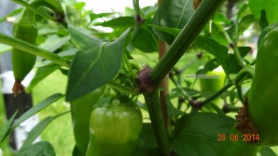 Jalapeno Mexico Pflanze in einem 14 Liter Topf