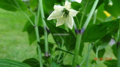 Die Blüte einer Jalapeno Mexico