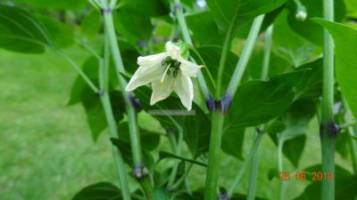 Die Blüte einer Jalapeno Mexico