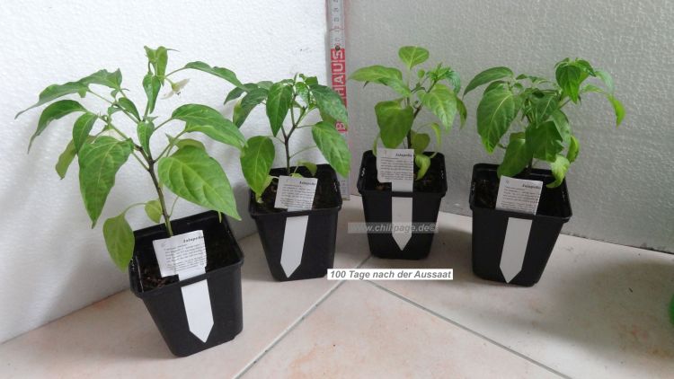 Jalapeno Pflanzen 100 Tage nach der Aussaat