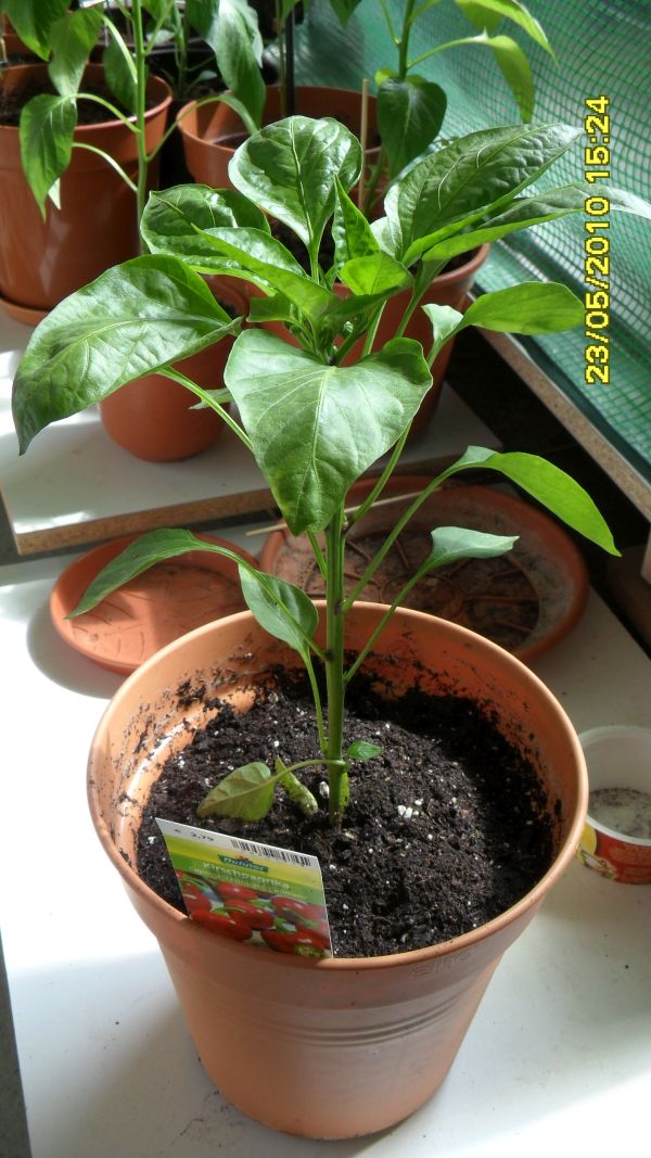 Für die Originalgrösse auf das Bild klicken