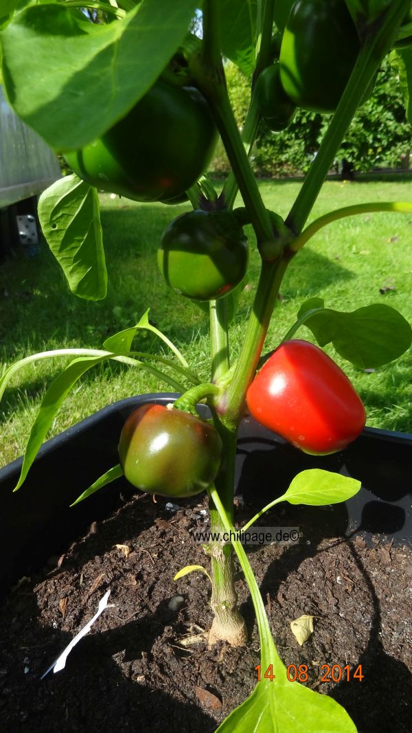 Für die Originalgrösse auf das Bild klicken