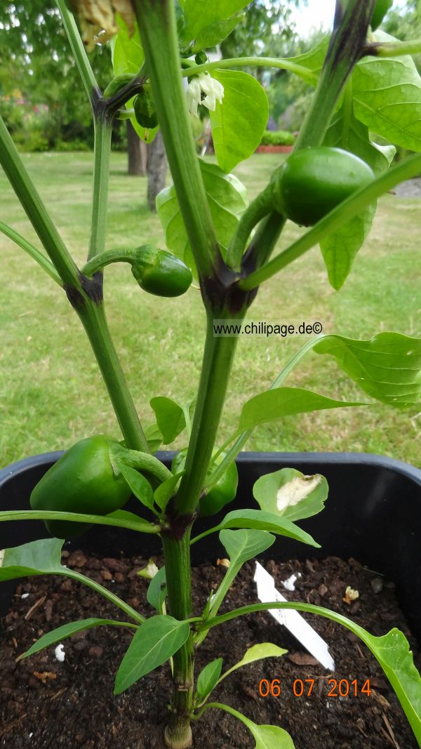 Für die Originalgrösse auf das Bild klicken