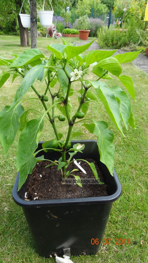 Für die Originalgrösse auf das Bild klicken