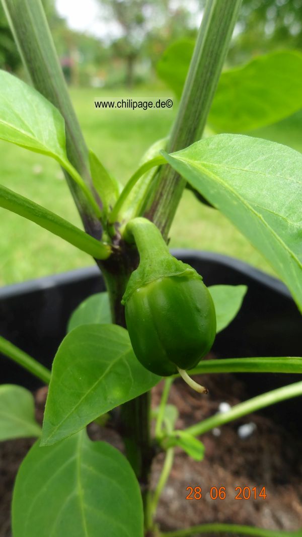 Für die Originalgrösse auf das Bild klicken