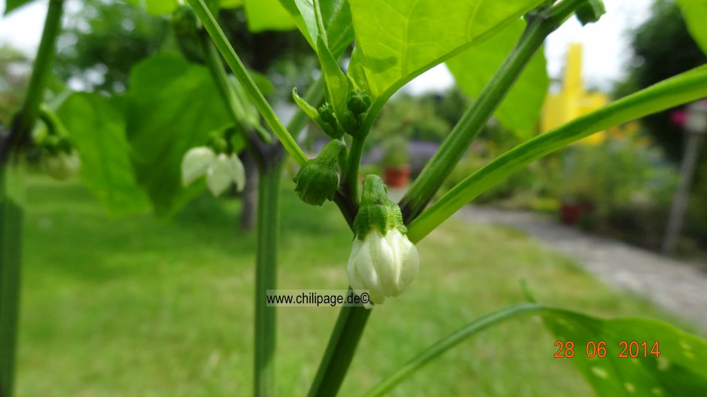 Für die Originalgrösse auf das Bild klicken