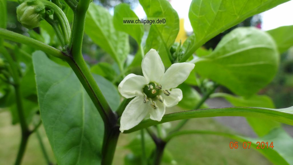 Für die Originalgrösse auf das Bild klicken