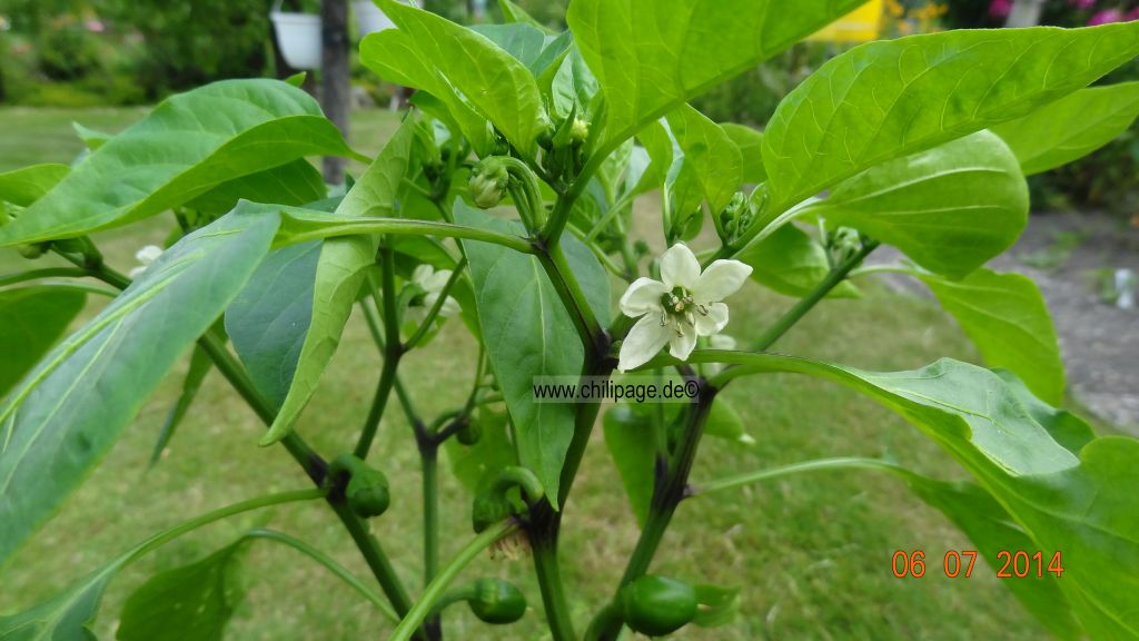 Für die Originalgrösse auf das Bild klicken