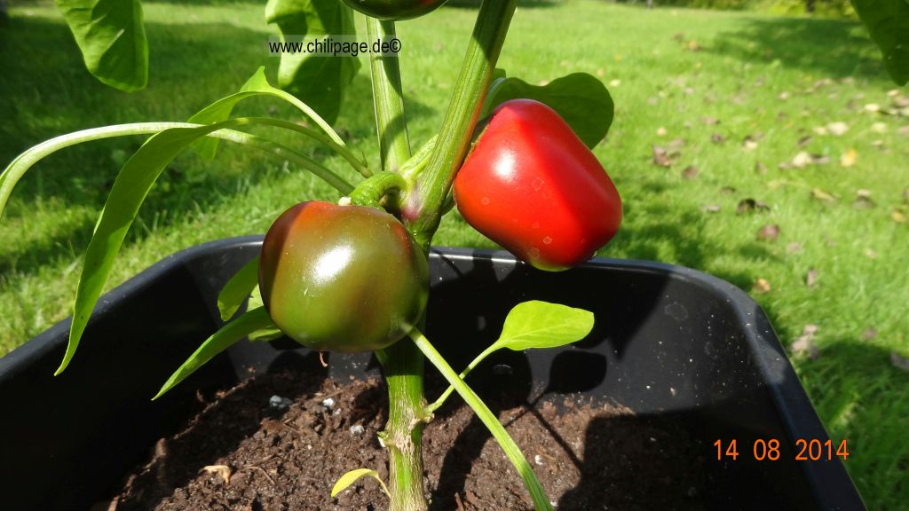 Für die Originalgrösse auf das Bild klicken