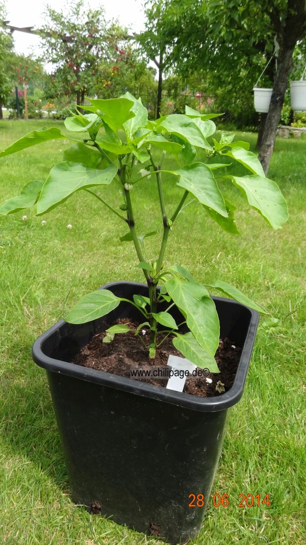 Für die Originalgrösse auf das Bild klicken