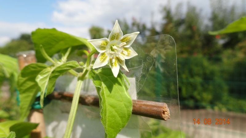 Bishops Crown - Capsicum baccatum - 218 Tage nach der Aussaat