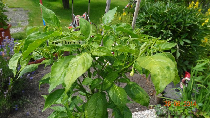 Bishops Crown in einem 14 Liter Topf