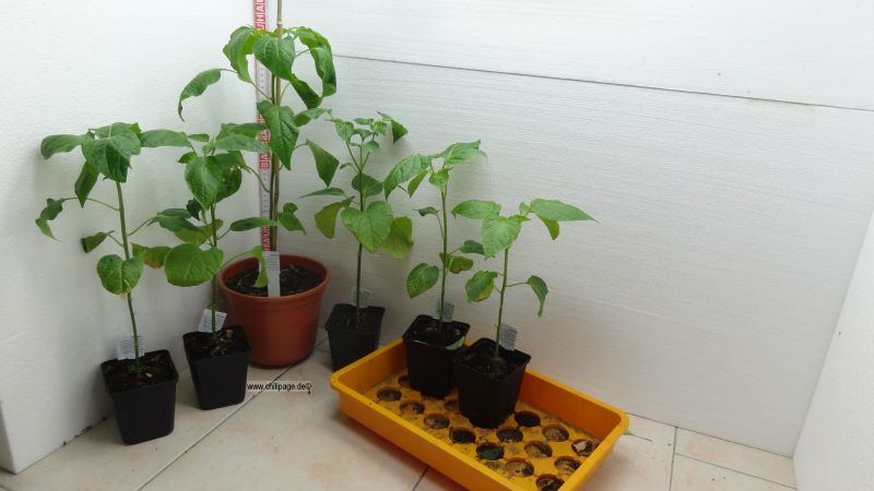 13 Wochen nach der Aussaat