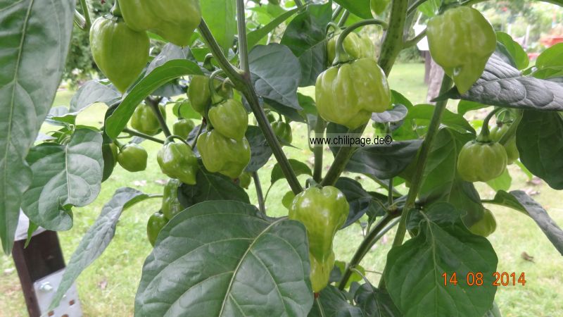 Habanero red savina 2014