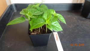 Für die Originalgrösse auf das Bild klicken