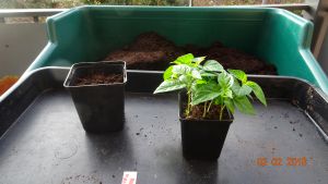 Für die Originalgrösse auf das Bild klicken