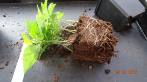 Für die Originalgrösse auf das Bild klicken