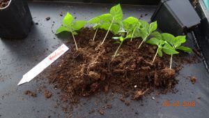 Für die Originalgrösse auf das Bild klicken