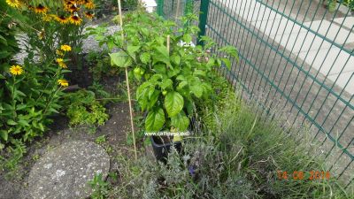 Trinidat Scorpions Moruga red