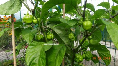 Trinidat Scorpions Moruga red