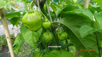 Trinidat Scorpions Moruga red