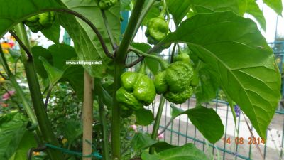 Trinidat Scorpions Moruga red