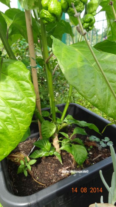 Trinidat Scorpions Moruga red