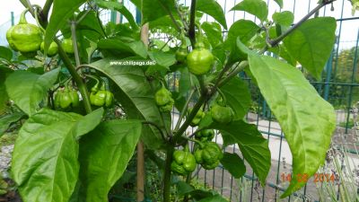 Trinidat Scorpions Moruga red
