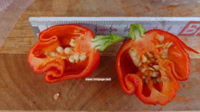 Trinidat Scorpions Moruga red