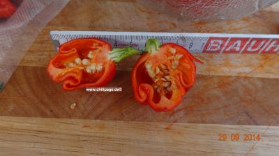 Trinidat Scorpions Moruga red
