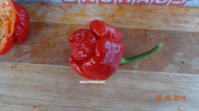 Trinidat Scorpions Moruga red