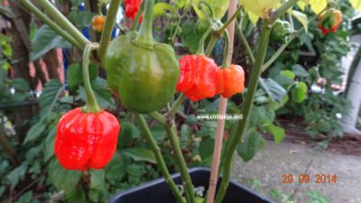 Trinidat Scorpions Moruga red