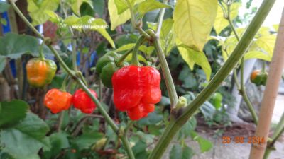 Trinidat Scorpions Moruga red