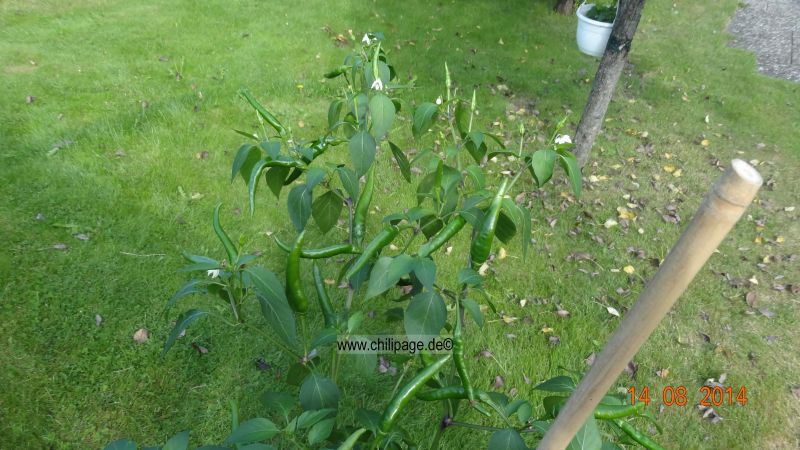 Kung Pao Thai Chili 2014