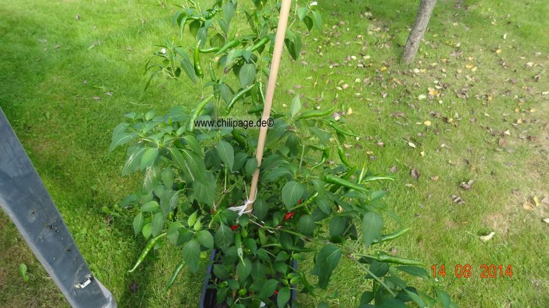 Kung Pao Thai Chili 2014