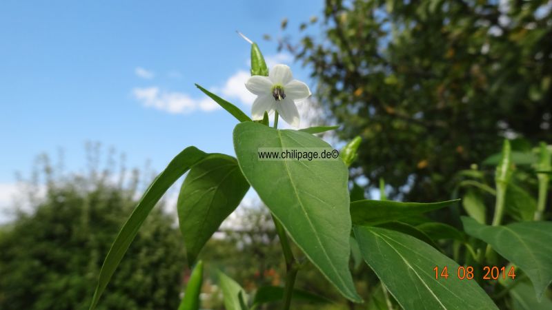 Kung Pao Thai Chili 2014