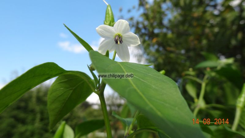 Kung Pao Thai Chili 2014