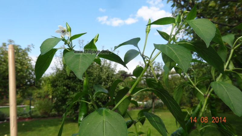 Kung Pao Thai Chili 2014